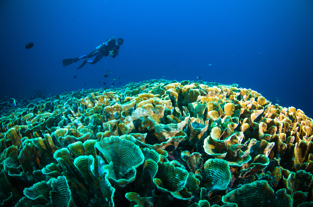4 Spot diving Terbaik di Bunaken yang Selalu Jadi Incaran Para Wisatawan Diving di Laut Bunaken